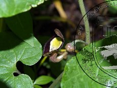 Кирказон Штейпа 003